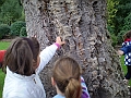 Painshill Park Oct 2010 Cork Tree 3